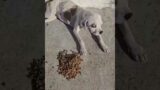 Street Pup On Brink of Death After Contracting 2 Life-Threatening Tick-Borne Diseases [STORY BELOW]