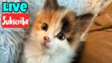 TGIF – Friday Updates – Live Stream