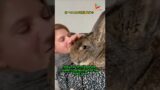 The Story of the Lady and the Little Rabbit #animals #rescue #shortvideo #shorts