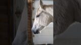 The horses are very ready to go into the barn tonight. Impatient even