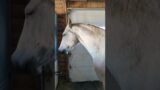 The horses did the switcheroo tonight without any prompting whatsoever