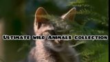 Ultimate wild Animal collection #8k #wildlife #animals