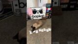 Cards Against Humanity