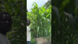 8 ft corn plants growing in zone 5b, July