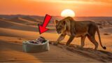 A LIONESS RESCUES A DYING BABY IN THE DESERT. WHAT SHE DID NEXT AMAZED THE ENTIRE VILLAGE!