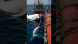 A touching story about the rescue of a baby dolphin by humans #sea #cute #ocean #fish #dolphin