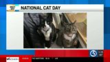 BRIGHT SPOT: National Cat Day