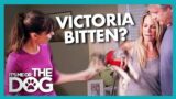 Can 'Vicious' Family Dog Really be Tamed? | It's Me or the Dog