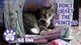Cat Behaving Badly, Mail Time – Lucky Ferals S8 E44 – Cat Vlog With 11 Cats