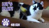 Cats Playing, Mail Time, Meet Splash! – Lucky Ferals S8 E31 – Cat Vlog – Living With 11 Cats
