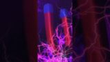 Conoce las fuerzas fundamentales del universo #ciencia #curiosidades #sabiasque #datoscuriosos