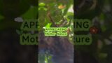 Dreamscape in nature #frankandfel #shorts