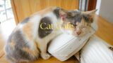 Exploring A Community Cat Cafe