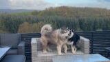 Giant Huskys Play Rough Cutest Floof Battle