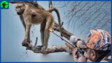 How Do Britain's Top Hunters Hunt Baboons? | Farming Documentary