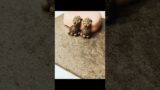 How to make terracotta jhumka #shorts #earrings #youtubeshorts #making #tutorial #clay
