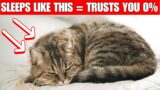 How your cat sleeps SAYS IT ALL ABOUT YOUR BOND and their health
