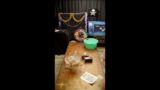 Island Pirates Live with Timmy and Kayla!!! Vid 3 11/13/2024