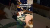 Mama to the rescue! #cat #catlover #pets #funnycats