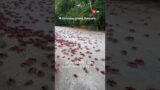 Millions of red crabs take over Australian island in annual spectacle
