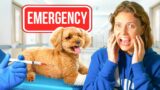 My PUPPY Was STUNG!! Taken to hospital…