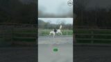 Oh dear, no saddle – new video