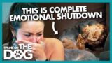 Overly Stressed Dog Shuts Down Emotionally | It's Me or the Dog