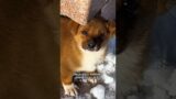 Rescued a puppy #shorts #shortvideo #animals #rescue #pets