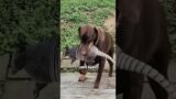 Strange animals that like to destroy water pipes #shortvideo #rescue #cute #funny #animals