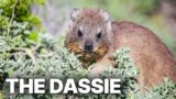 The Dassie – A South African Survival Specialist | Full Documentary