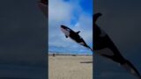 The Orca #shorts #2022 #travel