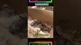 The Rescued Stray Mother and Her Pups #secondchance #dog #animals #doglover #respect #rescue #pets