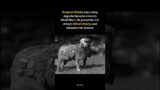 The WWI Hero Dog Who Saved Soldiers & Captured a German Spy #shorts