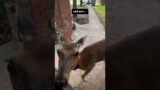 The beautiful act of two men trying to rescue a poor deer from a busy street #deer #babydeer #short
