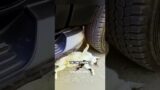 The car crushed a pregnant cat then…#shorts #animals #rescue