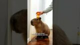 The gentlest animal in the world#youtubeshorts #shorts #animal #rescue #capybara
