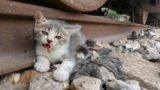 The kitten abandoned on the train tracks thought he could not survive, but a miracle happened .