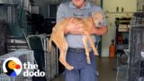 These Dog's Found Their People Against All Odds | The Dodo