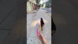 This dog gets the paw-fect revenge on dog mom after this #shorts