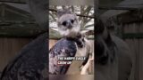This harpy eagle was rescued by kind women and nurtured until it grew up #rescue #eagle