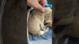 Tiny 2-Lb Puppy Is Fighting Against All Odds With a Head Tilt, Lethal Distemper, & More[STORY BELOW]