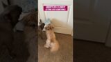 Trouble maker! #emmaliway #bobaqueen #sassy #viral #comedy #dog #youtubeshorts