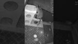 Troublemaker #cute  #raccoon