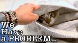 Yoshi’s New Family Just Wants to Love Him, But He’s Too Scared