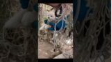 #dog #rescue #doglife #dogshorts #puppy #doglover #dogvideos