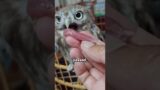 #fyp#Rescue#cute#pet#zoon#animal#foryou