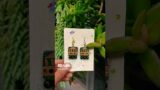 Terracotta Earring