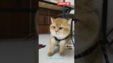 Kucing gemesin