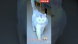 Kucing gemoy