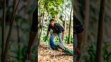 A boy tries to catch a peacock in the forest Shorts #peacock #viral #viralvfx #vfx #short #animal